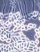 geotrihoza