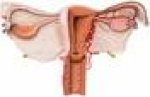 Akutni adneksitis