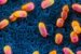 serratia
