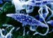 microsporum