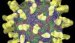 enteritis-adenoviralis