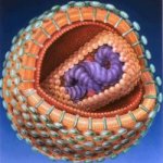 pronađena-nova-varijanta-virusa-hiv-a
