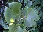 interakcije-gingko-bilobe-i-lekova