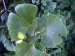 interakcije-gingko-bilobe-i-lekova