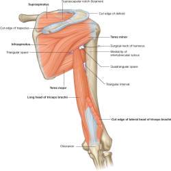 MRI slika ramenog zgloba (aksijalni presjek)