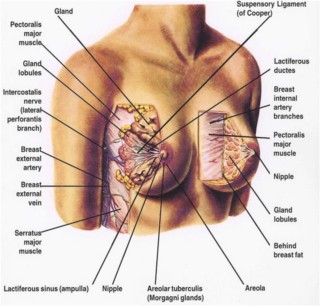 dojke-anatomija