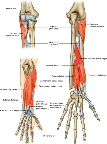 ligamenti boli lakat