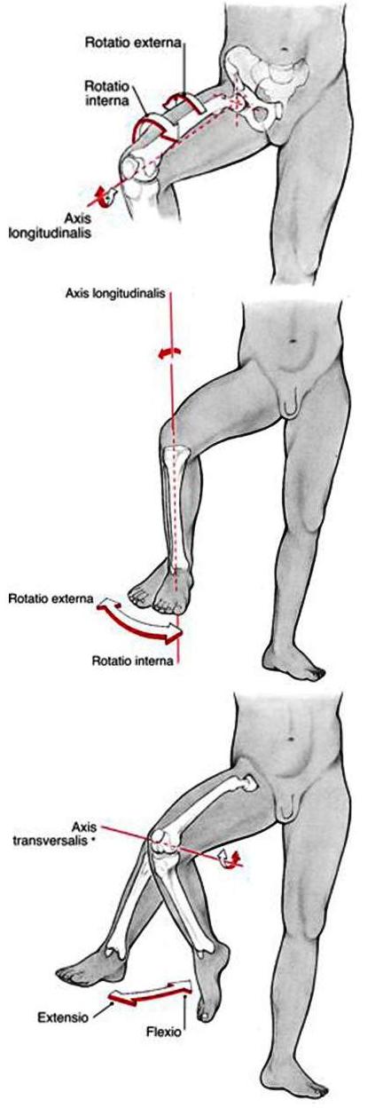 povreda-ligamenta-kolena