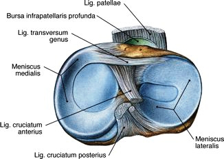 povrede-ligamenta-kolena3