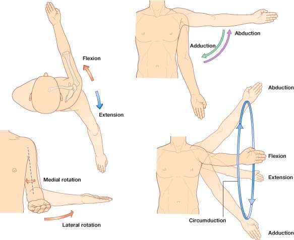 bol u gornjem ramenskom zglobu bol u zglobu kuka kao i tijekom vježbanja