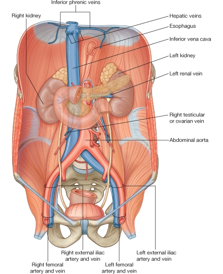 medicina de la varicoza i trombov