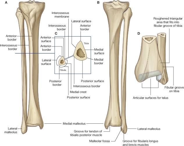 tibia