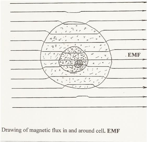 magnetni-fluks-u-i-oko-celije