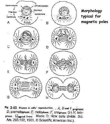 morfologija-tipicna-za-magnetne-polove