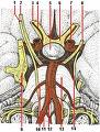 Sindrom okluzije centralne retinalne arterije
