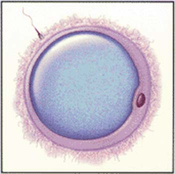 Inseminacija jajnih ćelija