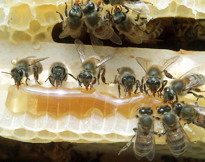 Tajne pčelinjih proizvoda