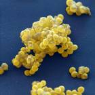 Staphylococcus aureus (Zlatni stafilokok)