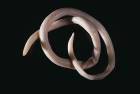 Ascaris lumbricoides