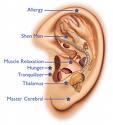 Aurikularna ušna akupunktura
