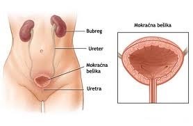 Infekcije urinarnog sistema kod žena