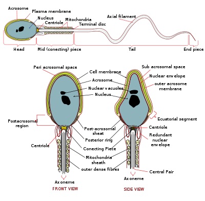 Kvalitativne osobine spermatozoida utiču na plodnost