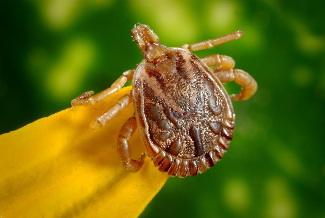 Krpelj - simptomi, lečenje i prevencija uboda