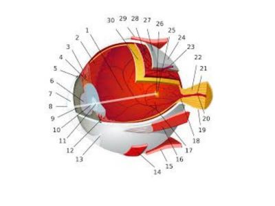 Okluzija ili tromboza centralne retinalne vene Prilikom okluzije centralne retinalne vene nastaju na očnom dnu karakteristične promene koje su rezultat prekida protoka krvi kroz venu.