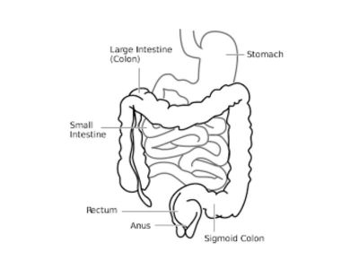 Duodenum je, posle kolona, najčešće mesto lokalizacije divertikuluma u digestivnom traktu. Divertikulumi duodenuma su kesasta izbočenja van zida duodenuma (retko u lumen) koja su povezana sa lumenom preko otvora i vrata divertikuluma.