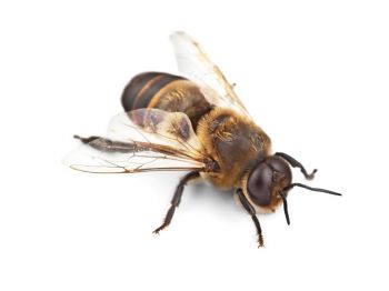 Ubod pčele, ose i stršljena