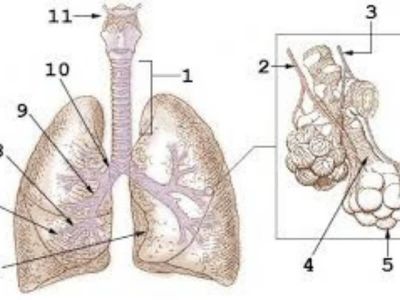 Kada u toku hroničnih plućnih oboljenja pluća nisu u stanju da adekvatno snabdevaju organizam potrebnom količinom kiseonika, nastaje hronična plućna insficijencija.
