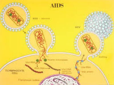 Svetom tutnji vest o prvom izlečenju pacijenta s HIV - om koji je imao i leukemiju. Matičnim ćelijama otpornim na virus AIDS-a ubijene su dve muve jednim udarcem.