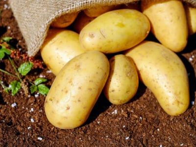Istraživanje britanske laboratorije za ispitivanje netolerancije na hranu 'Jorktest' pokazalo je da 99 % ljudi dobro podnosi krompir.