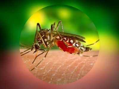 Denga je akutno infektivno oboljenje iz grupe hemoragijskih groznica koje se karakteriše bifazičnom temperaturom praćenom artralgičnim i hemoragijskim sindromom.