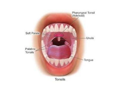 Tzv. treći krajnik koji se još naziva adenoidne vegetacije, adenoidi i ždrelni krajnik je limfno tkivo smešteno u sredini zadnjeg zida nosnog ždrela.