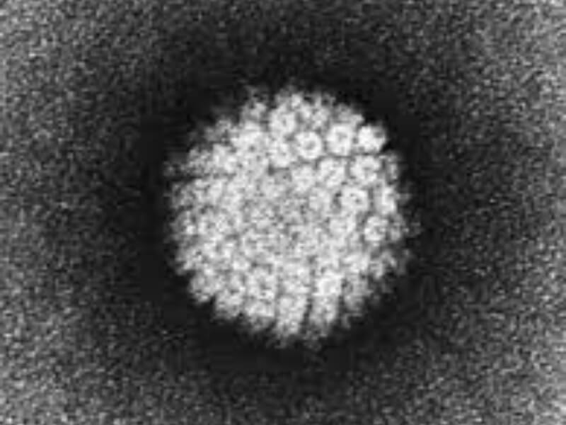 Kako se prenosi HPV infekcija?