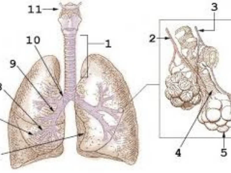 Hronična respiratorna insuficijencija Kada u toku hroničnih plućnih oboljenja pluća nisu u stanju da adekvatno snabdevaju organizam potrebnom količinom kiseonika, nastaje hronična plućna insficijencija.