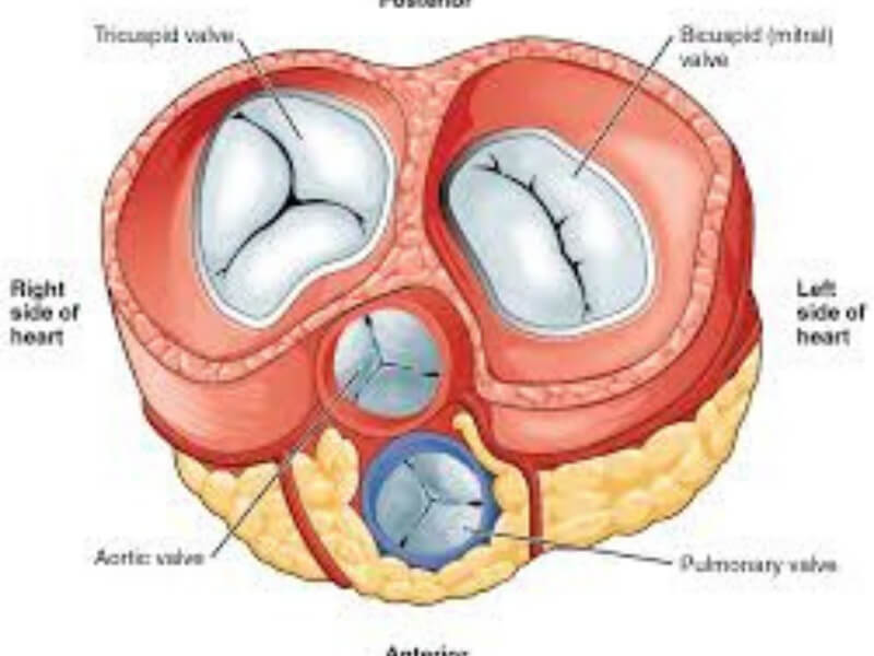 Fibroelastoza endokarda Fibroelastoza endokarda predstavlja zadebljanje muralnog endokarda ili zalistaka. Fibroelastoza može biti primarna ili sekundarna (posledica drugih oboljenja).