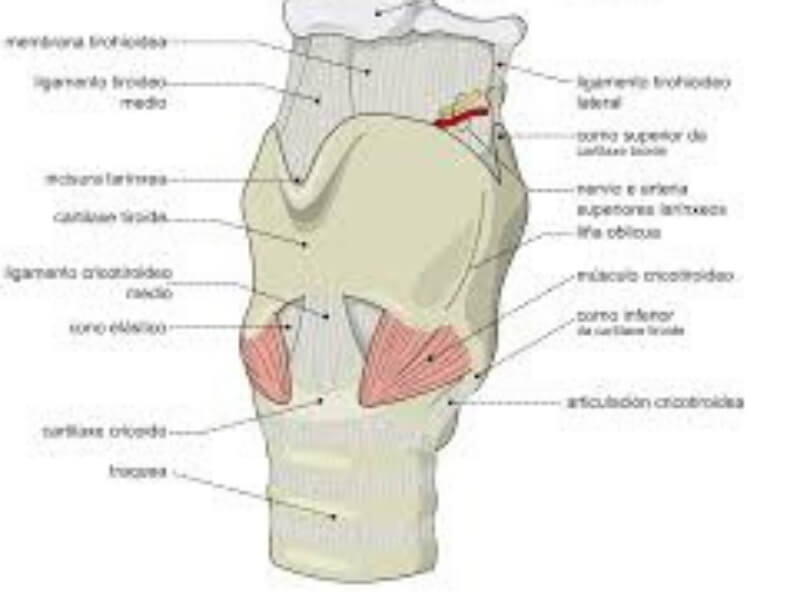 Perihondritis larinksa Perihondritis larinksa (perichondritis laryngis) predstavlja zapaljenje perihondrijuma hrskavičavog skeleta larinksa.