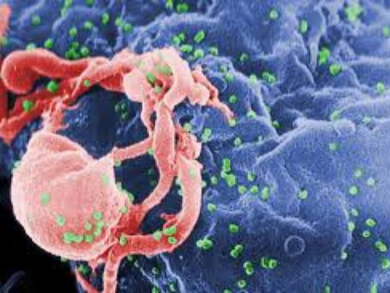 Osetljivost ljudi na virus HIV-a je posledica otpornosti na drugi virus Otpornost ljudskog organizma na retrovirus, koji se razvio pre tri do četiri miliona godina, a pogađa šimpanze i ostale primate, možda je dovela do osetljivosti ljudi na virus HIV-a, saopšteno je u Vašingtonu.