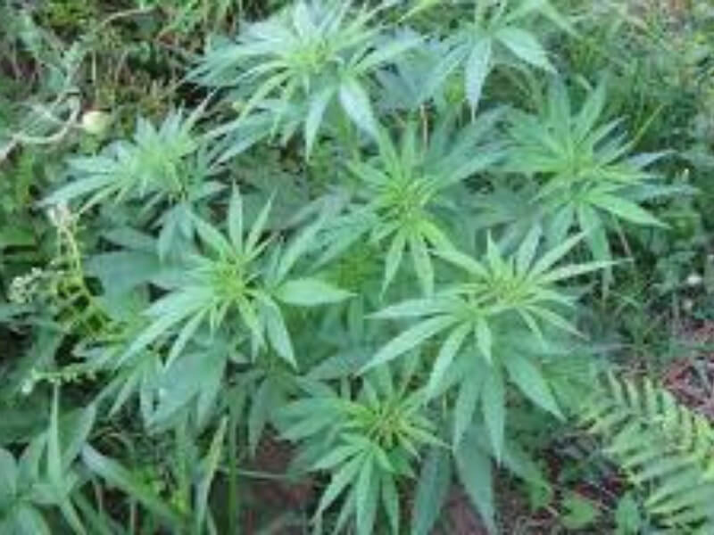 Sastojak koji se nalazi u marihuani može zaustaviti širenje raka Sastojak koji se nalazi u marihuani može zaustaviti širenje raka po telu, smatra grupa naučnika u SAD-u. Tim sa istraživačkog instituta California Pacific Medical Center smatra da bi kanabidiol ili CBD mogli biti neštetna zamena hemoterapiji.
