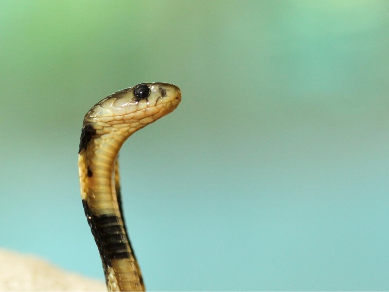 Kako se zaštiti od ujeda zmije