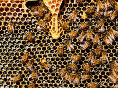 Matični mleč je prirodni biostimulator, bioregenerator, imunomodulator je jedan od najsavršenijih proizvoda pčela. Dragoceno je sredstvo za za očuvanje zdravlja i ubrzanja procesa izlečenja.