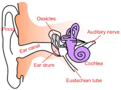 Eustahijeva tuba (tuba pharyngotympanica, tuba auditiva) je tuba koja spaja ždrelo sa srednjim uvom. Kod odraslih ljudi duga je otprilike 35mm. Tuba se proteže od prednjeg zida srednjeg uva do lateralnog zida nazofarinksa, približno do nivoa donje nosne školjke.
