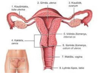 Upala jajnika (Oophoritis) Oophoritis predstavlja infekciju jajnika koja može veoma često da bude uzrok ektopične trudnoće i steriliteta.