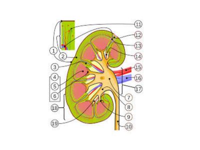 Analgezična nefropatija je hronični interticijumski nefritis koji se sreće u pacijenata, uglavnom žena, koje konzumiraju velike količine kombinacije analgetika, obično više godina. Dovodi do atrofije bubrega i bubrežne slabosti.