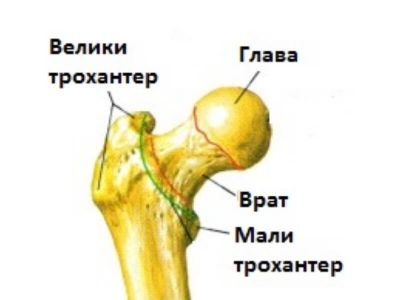 Butna kost je najveća i najduža kost čovečijeg skeleta. Najčešće, povreda, prelom i oboljenje javlja se u delu vrata butne kosti, tj. u delu kuka.